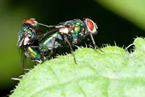 Greenbottle: Greenbottle Fly