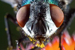 Greenbottle: Greenbottle Fly
