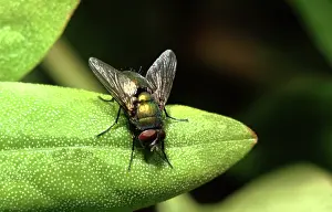 Blowflies: Greenbottle Fly