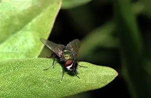 Blowflies: Greenbottle Fly