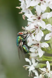 Greenbottle: Greenbottle Fly - on Flower