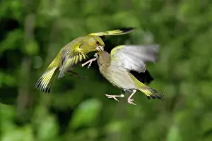 Greenfinches: Greenfinch - 2 birds fighting over food in flight