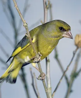Greenfinches: Greenfinch
