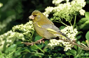 Greenfinches: Greenfinch