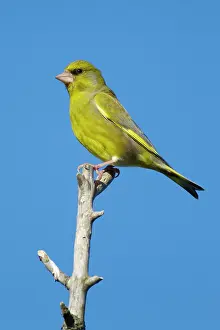 Greenfinches: Greenfinch