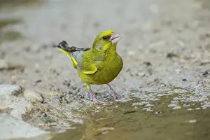 Greenfinches: Greenfinch