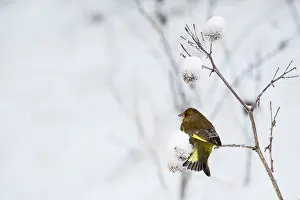 Chloris: Greenfinch