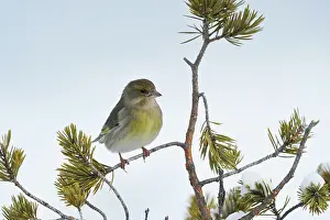Greenfinch: Greenfinch