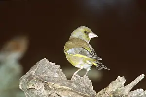 Greenfinches: GREENFINCH