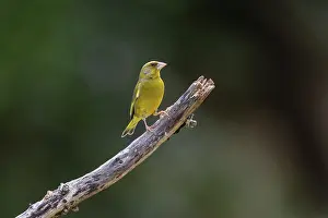 Passereau: GREENFINCH