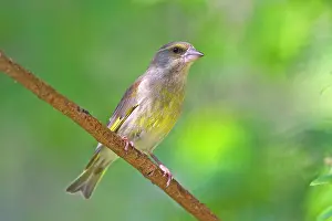 Greenfinches: Greenfinch adult female (previously known
