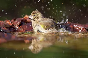 Greenfinches: Greenfinch - bathing