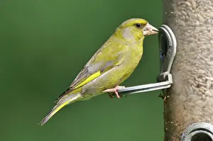 Greenfinches: Greenfinch - at bird feeder