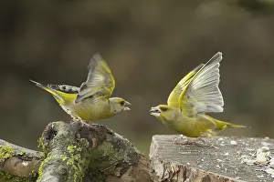 Threatening: Greenfinch two birds with open wings standing on tree trunk looking threateningly at each other