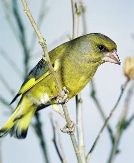 Greenfinches: Greenfinch on a branch