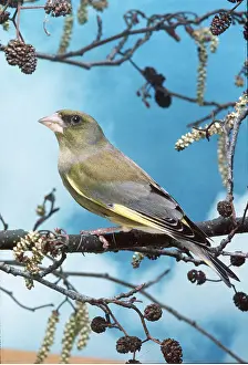 Greenfinches: GREENFINCH - on branch