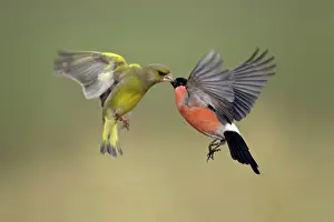 Greenfinches: Greenfinch and Bullfinch - Male birds fighting in flight