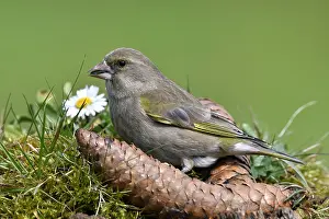 Abies: Greenfinch (Carduelis chloris) feeding on the ground