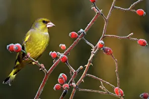 Greenfinches: Greenfinch (Carduelis chloris) male on a branch