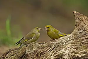 Chloris: Greenfinch (Carduelis chloris) male is showing