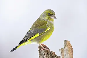 Carduelis: Greenfinch (Carduelis chnloris) Germany