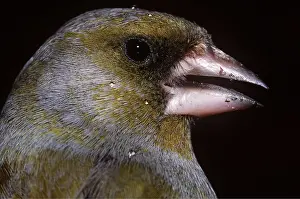 Ake Lindau: GREENFINCH - close-up of beak