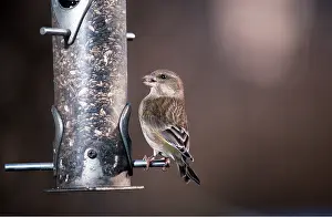 Feeders: GREENFINCH - on feeder