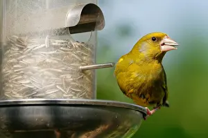 Feeder: Greenfinch at the feeder