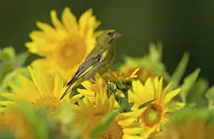 Greenfinches: Greenfinch feeding on sunflower seeds (Helianthus