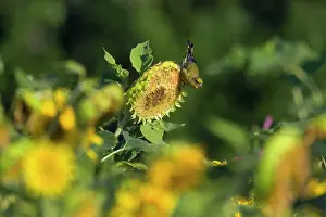 Greenfinches: Greenfinch feeding on sunflower seeds (Helianthus