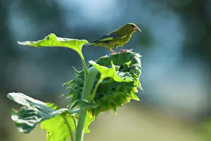 Greenfinches: Greenfinch feeding on sunflower seeds (Helianthus