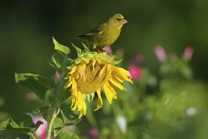 Greenfinches: Greenfinch feeding on sunflower seeds (Helianthus