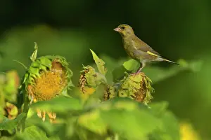 Greenfinches: Greenfinch feeding on sunflower seeds (Helianthus