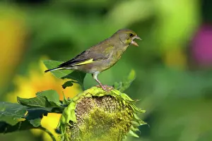 Greenfinches: Greenfinch feeding on sunflower seeds (Helianthus