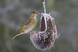 Feeders: Greenfinch - females at a feeding station in winter