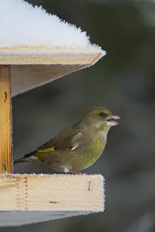 Feeders: Greenfinch - females at a feeding station in winter