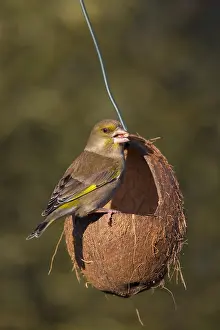 240118: Greenfinch - females at a feeding station in winter