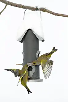 Greenfinches: Greenfinch - fighting at bird feeding station in