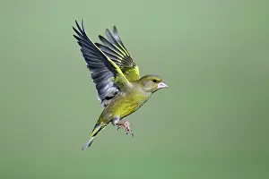 Greenfinches: Greenfinch - in flight