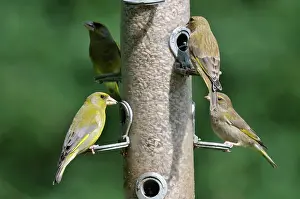 Greenfinches: Greenfinch - flock at bird feeder