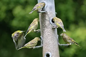 Greenfinches: Greenfinch - flock at bird feeder