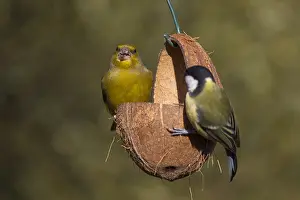 Feeders: Greenfinch and Great Tit - at a feeding station