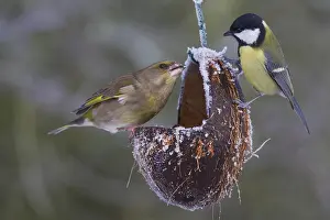 Feeders: Greenfinch and Great Tit - at a feeding station