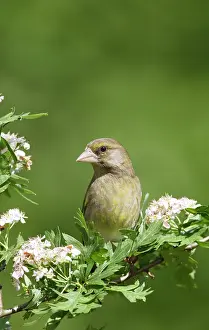 Greenfinches: Greenfinch - on hawthorn