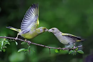 Greenfinches: Greenfinch - male begging food from female, wings