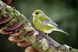 Greenfinches: Greenfinch - male on branch