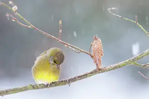 Corylus: Greenfinch male on a branch of hazel under snow