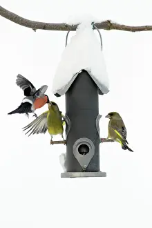 Greenfinches: Greenfinch and male Bullfinch (Pyrrhula pyrrhula)