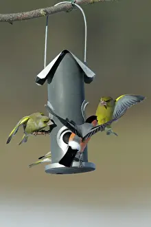Greenfinches: Greenfinch and male Bullfinch (Pyrrhula pyrrhula)