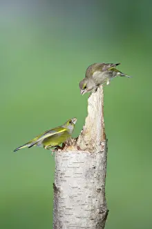 Greenfinches: Greenfinch - male and female on stump
